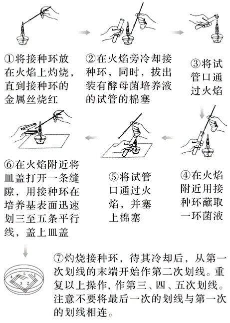 微生物培养基的制备、分类及用途