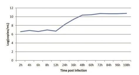 牛病毒性腹泻病毒BVDV在MDBK细胞上一步生长曲线