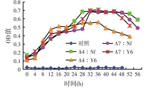 高效乳酸菌和纤维素分解菌混合培养是否会相互抑制生长？