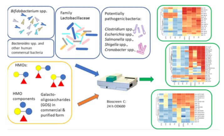 三种HMO对益生菌和病原菌生长的影响