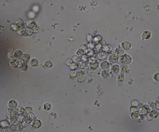 ?悬浮培养细胞生长曲线的绘制