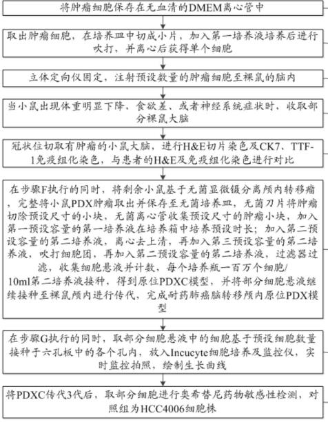 奥西替尼耐药肺癌脑转移颅内的原位PDX模型构建方法