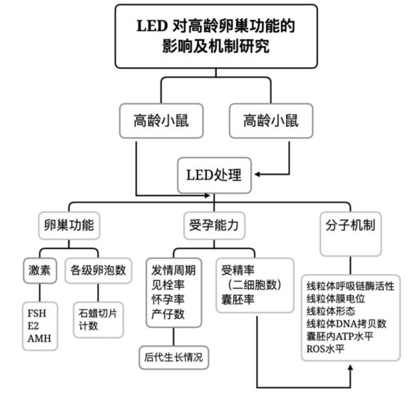 高龄妇女的生育能力下降，LED光照或能改善卵巢功能