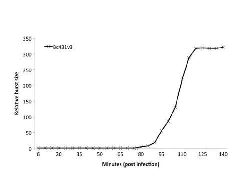 温带的蜡样芽孢杆菌噬菌体分离与鉴定