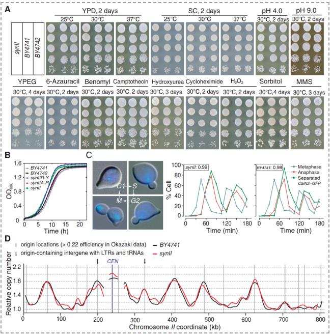微生物生长监测系统应用：酿酒酵母II号染色体合成及生长曲线图分析
