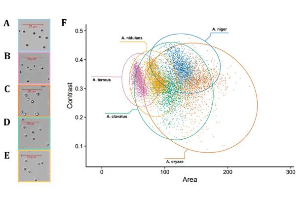 Biosense微生物动态监测系统应用：研究黑曲霉分生孢子混合物萌发的方法