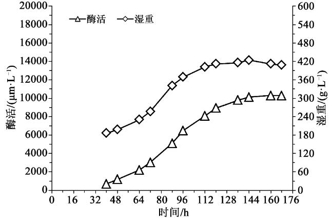 毕赤酵母植酸酶发酵工艺优化：比生长速率多少时甲醇流加补料效果最为理想？