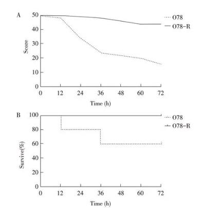 大肠杆菌噬菌体Bp4抗性菌株与其敏感菌株培养特性及耐药性检测（二）