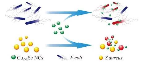 硒化铜纳米晶体的制备与杀菌性能试验