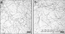 oCelloscope微生物生长动态监测系统监测禾谷镰孢菌生长情况