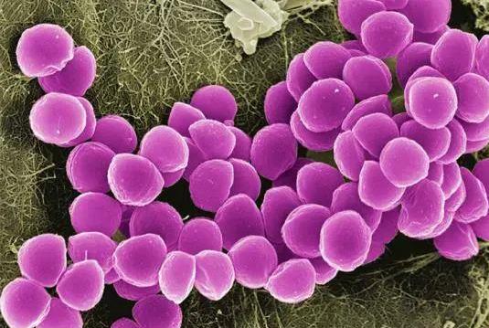 金黄色葡萄球菌生长曲线的测定步骤