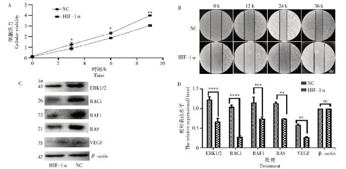 HIF-1α纳米抗体对黑素瘤细胞增殖与生长（摘要、试验方法）