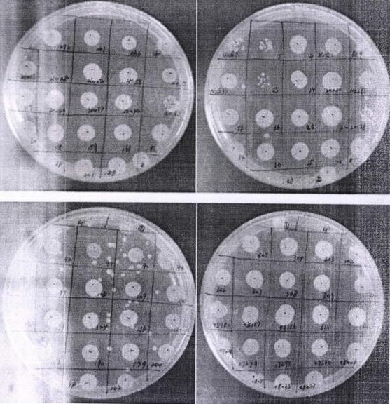 采用双宿主菌提升大肠杆菌噬菌体RDP-EC-20164发酵性能的方法