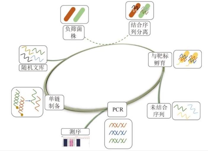 铜绿假单胞菌适配体的筛选和裁剪【研究进展】