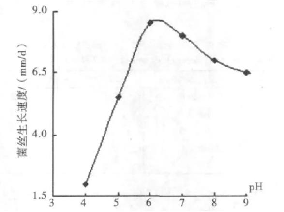 野生黑木耳N56菌株分离纯化、菌丝生长速率实验（二）