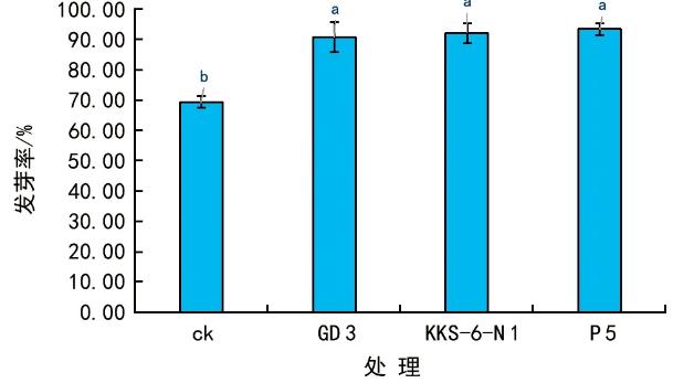 根际细菌菌株可提高辣、及花生种子发芽率，促进幼苗生长