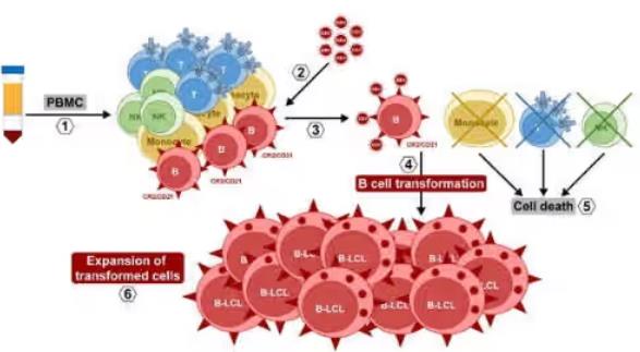 双峰驼永生化成纤维细胞系的建立方法