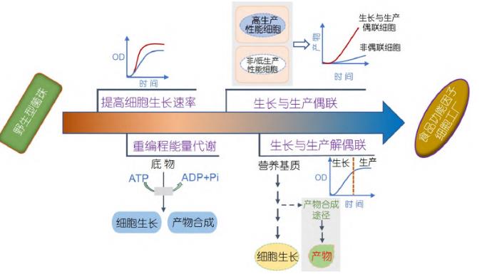 微生物合成食品功能因子方法、研究策略和进展（一）