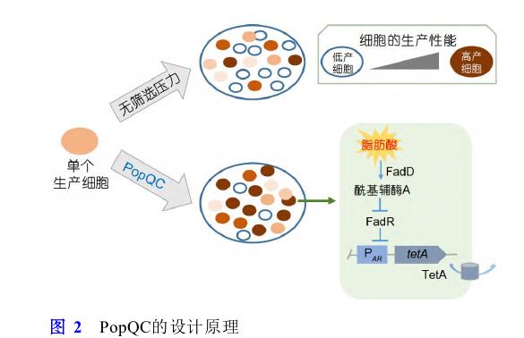 微生物合成食品功能因子方法、研究策略和进展（二）