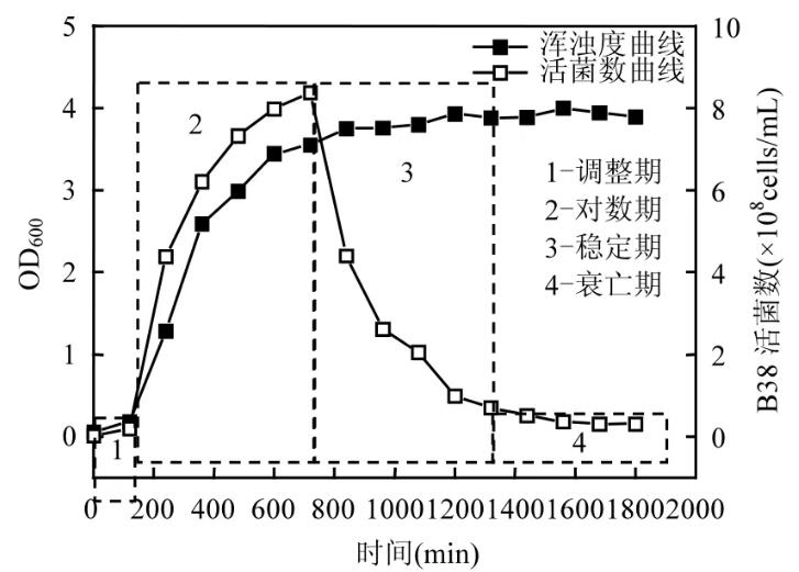 单一外源微生物的生长繁殖情况研究——诱变菌B38的生长曲线绘制