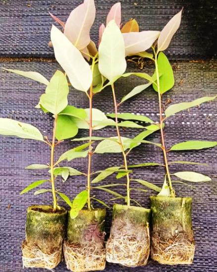 桉树接种促生菌分类、对林木生长影响