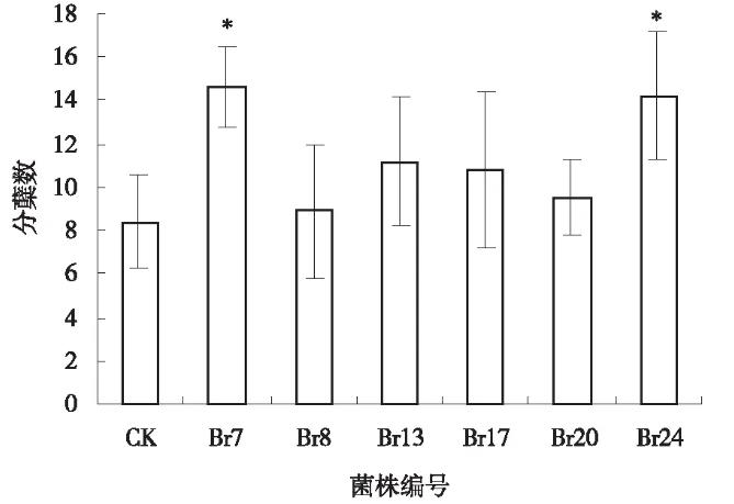 根际溶磷菌对牧草品种扁穗雀麦生长促进作用的机理——材料和方法、结果与分析