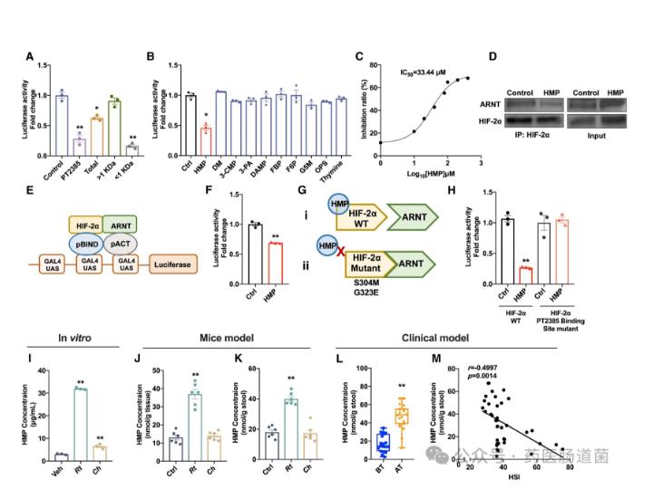 微生物代谢物抑制 HIF-2α-神经酰胺途径，减轻饮食诱导的肝脂肪变性