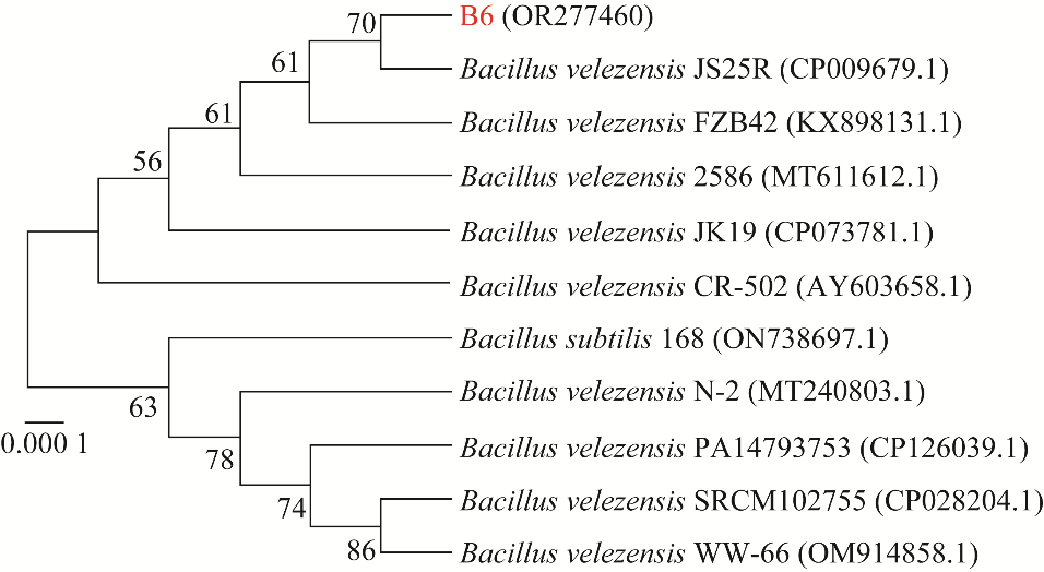 贝莱斯芽孢杆菌B.velezensis B6生长曲线、驱油功能特性评价（一）