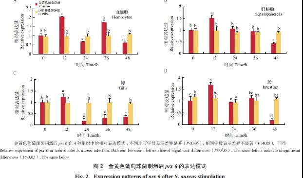 小龙虾prx 6基因在对抗金黄色葡萄球菌感染中的分子作用机制