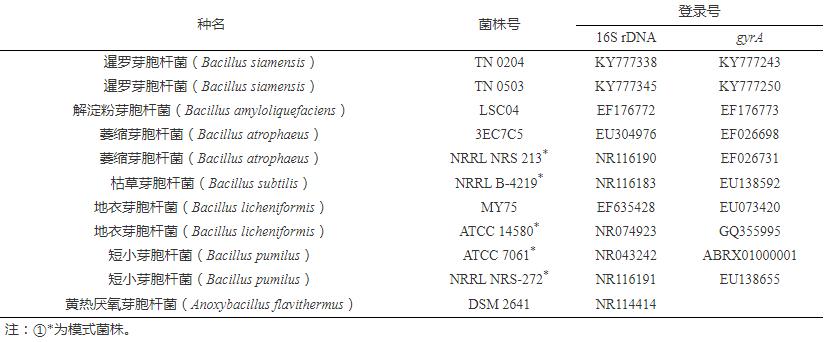 拮抗菌生长曲线测定、鉴定及对烟草赤星病室内防治效果（一）