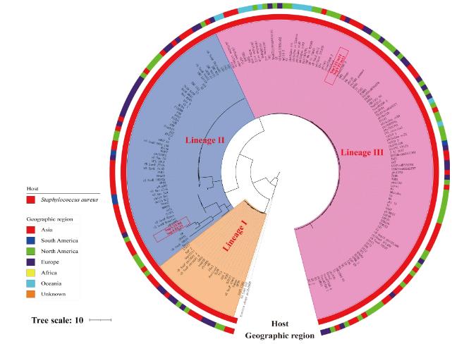?4株金黄色葡萄球菌噬菌体形态、生物学特性、生长曲线及基因组特征（三）