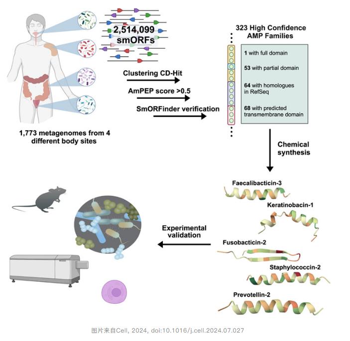 肠道微生物竞争有限资源，加速抗生素的发现