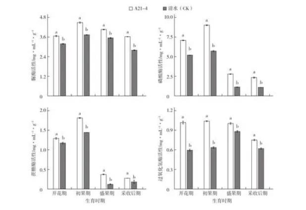普城沙雷菌对黄瓜生长品质、根际土壤微生物数量的影响（二）