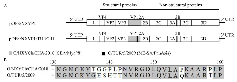 重组?口蹄疫病毒鉴定、生长特性测定及灭活疫苗制备（一）
