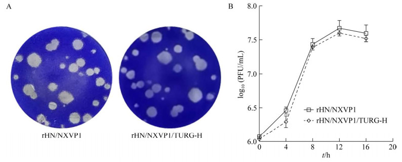 重组?口蹄疫病毒鉴定、生长特性测定及灭活疫苗制备（二）