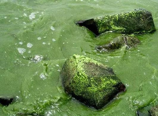 湖泊中细菌的多样性、与湖泊藻类爆发的关系及在湖泊污染治理中的应用