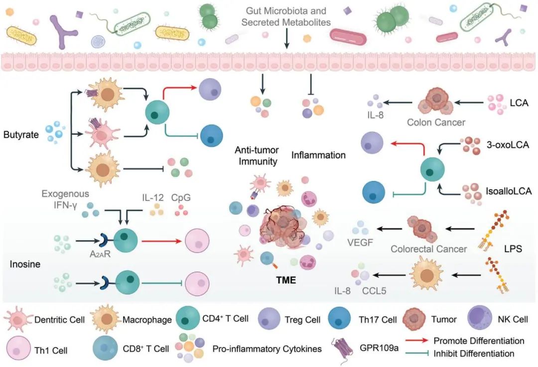 肠道微生物在肿瘤的精准治疗中具有巨大利用价值