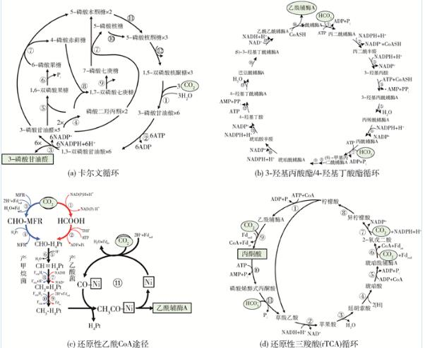 Comammox全程氨氧化菌的生理、代谢特性、在自然环境中分布与影响（二）