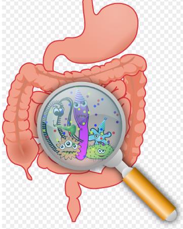 皂苷、生物碱、多糖等天然药物对肠道菌群的调节作用、代谢转化