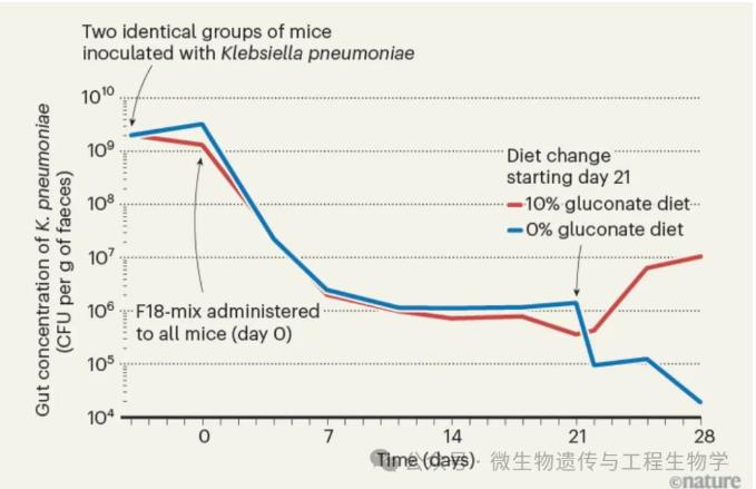 重新建立肠道菌群的定殖抗性，抵御有害细菌