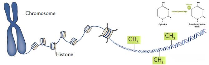 DNA甲基化是什么意思？DNA甲基化转移酶与生长抑制（二）