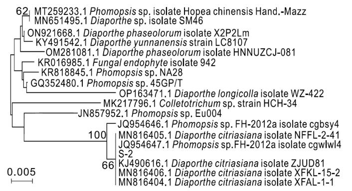 柑桔砂皮病菌座壳菌生长条件及纳米药剂筛?。ǘ? title=