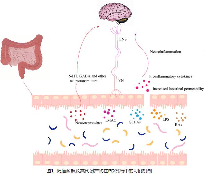 肠道菌群在帕金森病中的可能发病机制、防治现状（二）