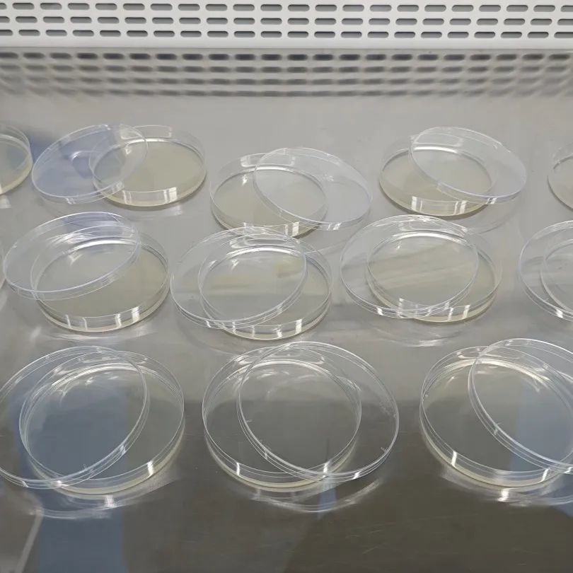 枯草芽孢杆菌计数方法、稀释培养步骤与注意事项
