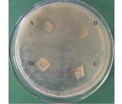 豨莶草果实内生细菌分离、鉴定、生长特性、抑菌效果及药敏分析（二）