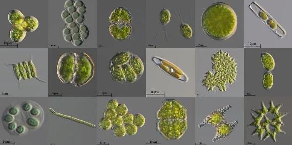 微藻筛选纯化方法优缺点对比、分类和鉴定（二）