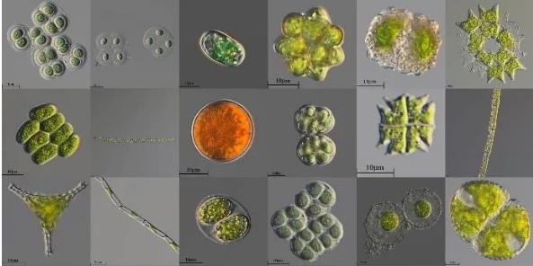 微藻筛选纯化方法优缺点对比、分类和鉴定（一）