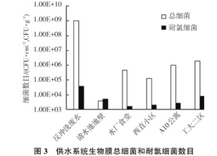 东北某市寒区湖库型主体水和生物膜中耐氯菌数目、再生长现象研究（二）
