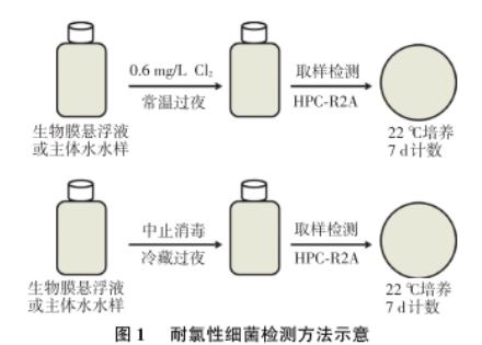 东北某市寒区湖库型主体水和生物膜中耐氯菌数目、再生长现象研究（一）