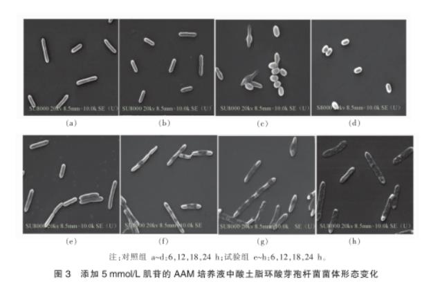 肌苷对酸土脂环酸芽孢杆菌的生长抑制效果、对橙汁品质影响——讨论与结论